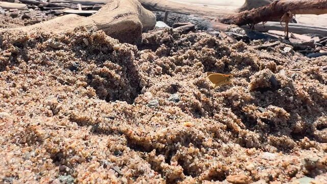 Small orange skipper butterfly drinking water from sandy ground with natural debris and pebbles
