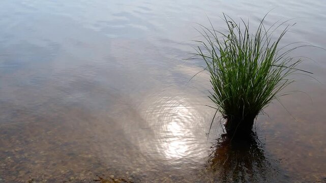 Gentle water ripples with sun reflection and grass