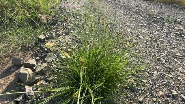 Carex macrocephala, the big-head sedge or largehead sedge, is a species of flowering plant in the family Cyperaceae.