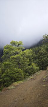 La Palma Pinienwald in den Wolken