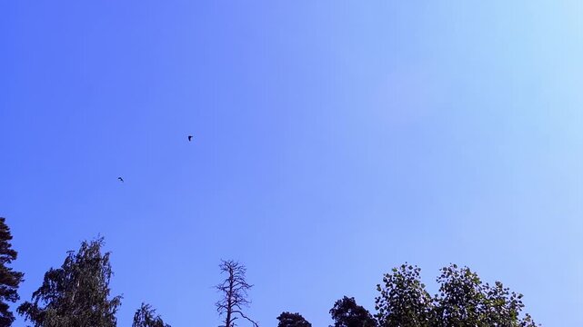 Hawk and crow flying high in clear blue sky above treetops on a sunny day