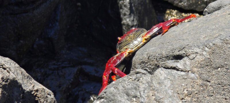 Auff&auml;lliger Felsenkrebs auf La Palma