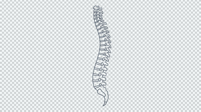 Spine anatomy illustration with transparent background.