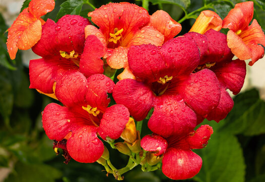 Trompetenblume