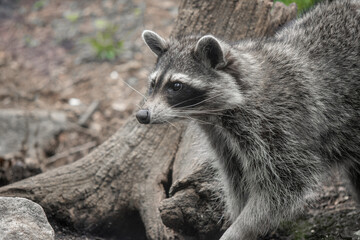 raccoon in the woods © May
