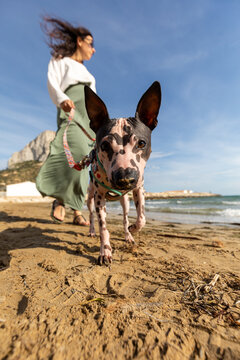 Woman walking American Hairless Terrier on sunny beach