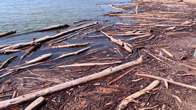 Driftwood logs and branches floating on dark river water surface near shoreline