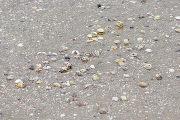 Seashells on sandy beach shoreline from ocean tide © João Macedo