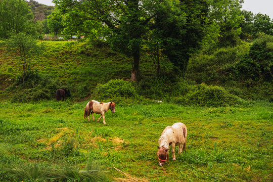 Ponies grazing in lush Asturias meadow under green trees
