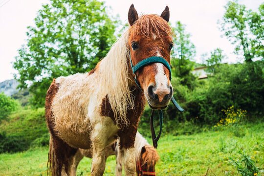Young pony grazing in green meadow in Asturias, Spain