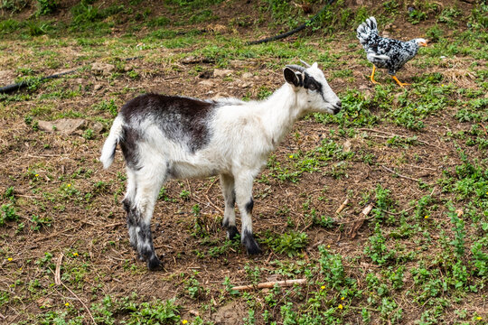 Young goat and chicken on rural pasture in Asturias, Spain