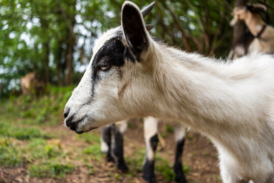Close-up of goat grazing in rural Asturias woodland