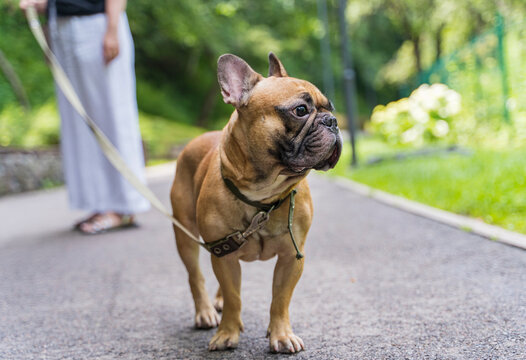 Adorable fawn french bulldog standing on a paved park path during a sunny outdoor walk with owner in the background