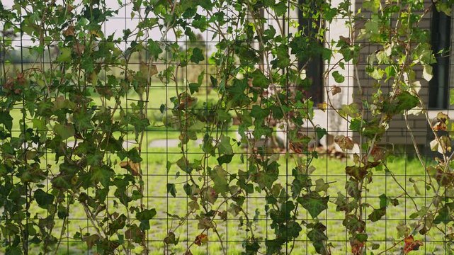 Green ivy leaves growing on a wire mesh fence creating a living wall for privacy and natural garden decoration, with a modern house and backyard in the background