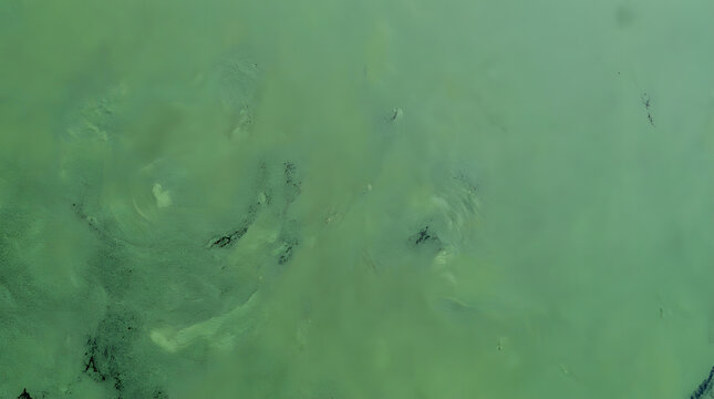 Toxic Cyanobacteria Bloom on Water Surface | Dense Green Algae Texture Background | Environmental Pollution and Water Quality Issue | Climate Change and Eutrophication in Lake Ecosystem
