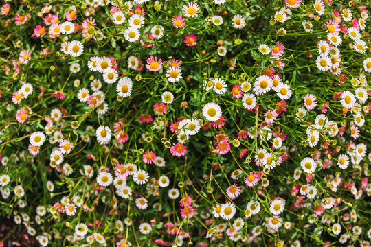 Wild daisy meadow with white and pink blossoms in spring