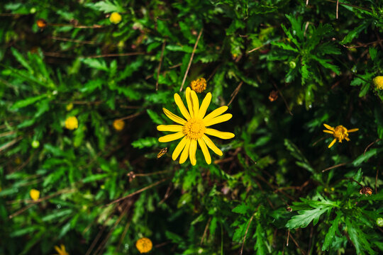 Yellow wildflower close-up on green foliage background
