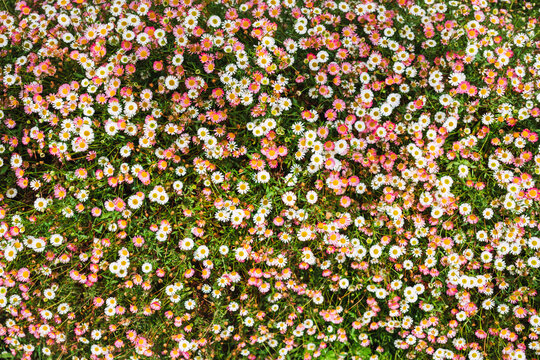 Spring daisy carpet with pink and white wildflower bloom