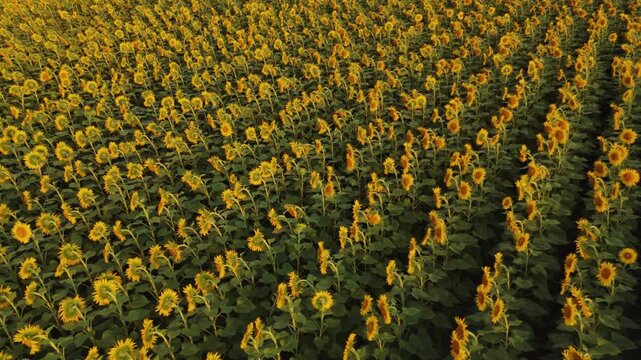 Aerial view of a sunflower field blooming during a beautiful sunset with warm evening light shining on the vibrant yellow flowers