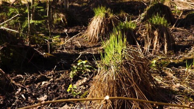 Young green blades of grass sprouting from dry tufts on the sunlit forest floor. This peaceful scene embodies the concept of new life, rebirth, and the changing seasons from winter to spring