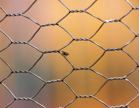 Small fly resting on galvanized wire mesh fence with warm bokeh background