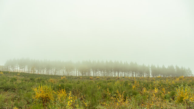 Misty forest horizon above green meadow in autumn
