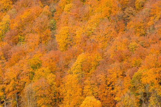 Autumn forest hillside with vivid golden foliage pattern