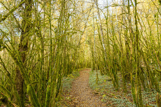 Mossy forest path under autumn canopy in temperate woodland