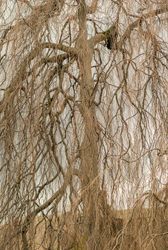 Leafless willow tree with drooping branches in winter