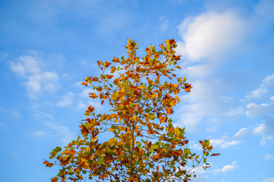 Autumn tree top with colorful leaves against blue sky