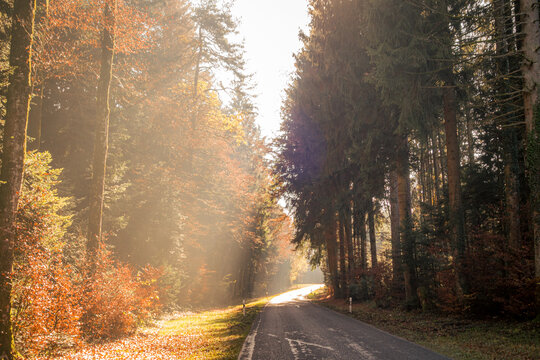 Sunlit winding road through autumn forest with misty beams