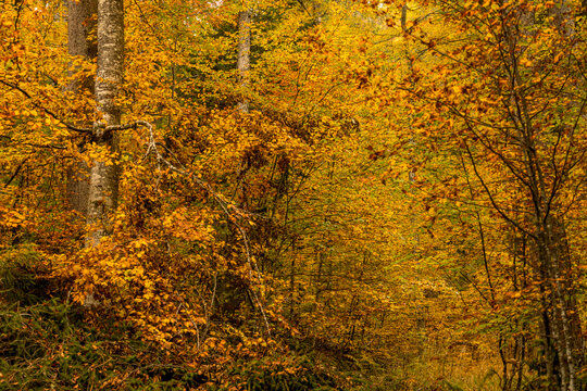 Autumn forest hillside with golden leaves and birch tree