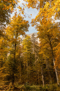 Autumn forest canopy framing blue sky and mountain cliff