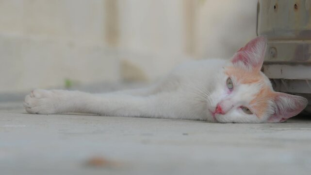 Gato blanco y naranja lindo acostado en el suelo y relaj&aacute;ndose