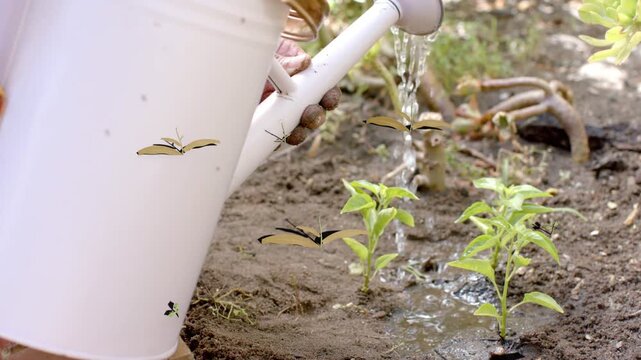 Female gardener's hand tilting white watering can, watering seedlings in gardening, helping growth