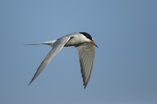 Common tern (Sterna hirundo) adult bird flying in the summer, England, United Kingdom