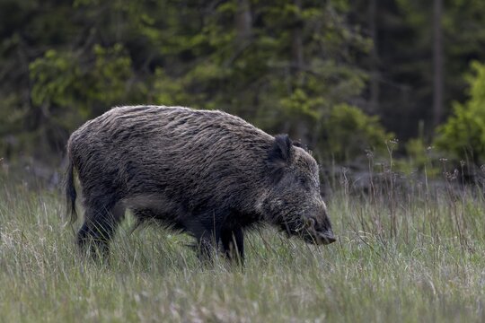 The wild boar (Sus scrofa) eats the fresh shoots of the grasses with obvious relish, May, Denmark