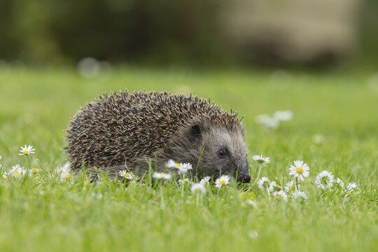 European hedgehog (Erinaceus europaeus) adult animal on an urban garden grass lawn with flowering daisy plants, England, United Kingdom