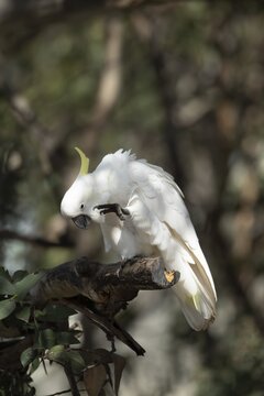 Sulphur-crested cockatoo (Cacatua galerita) adult bird preening itself in a tree, Kennett river, Victoria, Australia