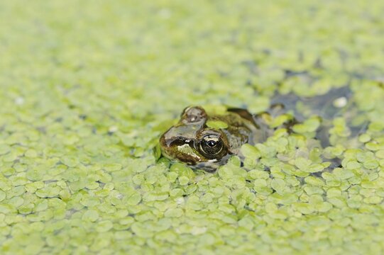 Edible Frog (Pelophylax esculentus, Rana esculenta) in a pond with duckweed (Lemna minor), North Rhine-Westphalia, Germany