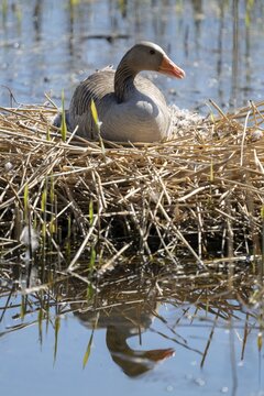 Greylag goose (Anser anser) sitting on the nest and breeding, blue water, Lower Saxony, Germany