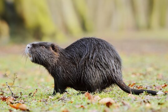 Nutria or swamp beaver (Myocastor coypus) on the shore, North Rhine-Westphalia, Germany, neozoon in Europe