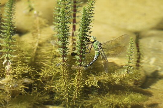 Large damselfly (Anax imperator) laying eggs on common mare's tail (Hippuris vulgaris) in water, Allg&auml;u, Bavaria, Germany