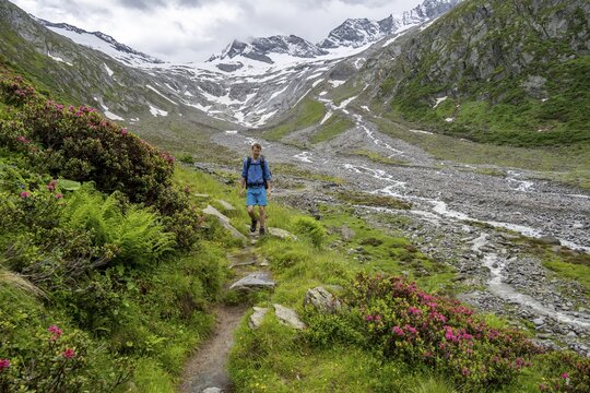 Mountaineers on a hiking trail between blooming alpine roses, view of the Schlegeisgrund valley, glaciated mountain peaks Hoher Weiszint and Dosso Largo with Schlegeiskees glacier, Berliner H&ouml;henweg, Zillertal, Tyrol, Austria