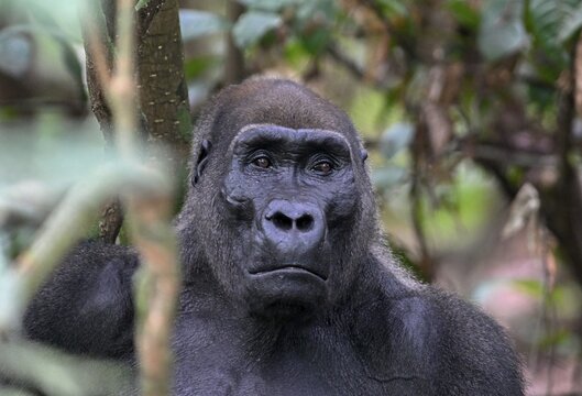 Western lowland gorilla (Gorilla gorilla gorilla), male animal, silverback, Loango National Park, Parc National de Loango, Ogoou&eacute;-Maritime Province, Gabon