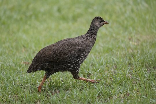Cape Francolin (Pternistis capensis), adult, running, foraging, Karoo Desert Botanic Garden, Worcester, Western Cape, South Africa