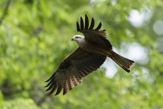 A bird of prey with outstretched wings flies through the air, against a background of foliage and trees, red kite (Milvus milvus) wildlife