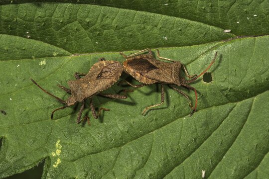 Dock bug (Coreus marginatus) animal pair, mating on one leaf, Baden-W&uuml;rttemberg,Germany