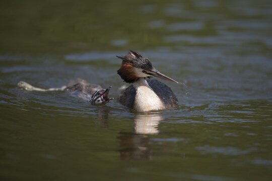 Great crested grebe (Podiceps cristatus) adult bird with a juvenile young humbug chick calling for food on a lake in summer, England, United Kingdom