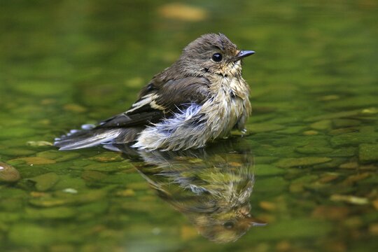 European Pied Flycatcher (Ficedula hypoleuca) bathing in a stream